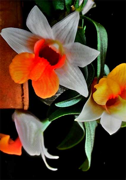 Lan Dendrobium-bellatulum