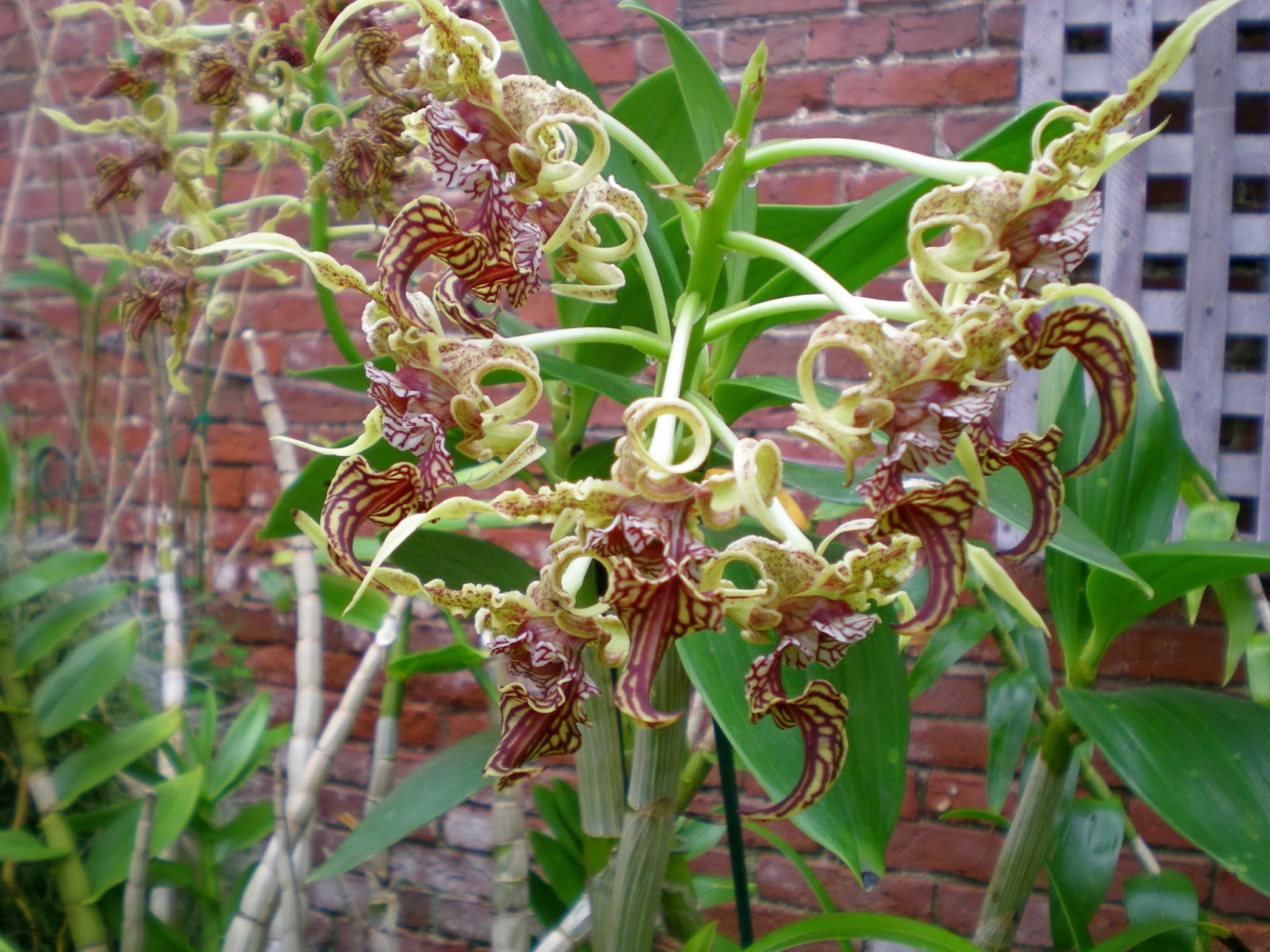 Lan Dendrobium Spectabile