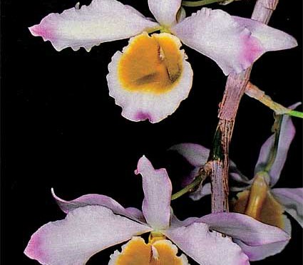 Lan Dendrobium-crystallinum