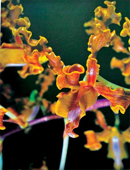 Lan Dendrobium-discolor - cánh xoắn
