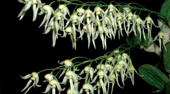 Lan Dendrobium-linguiforme