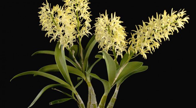 Lan Dendrobium speciosum