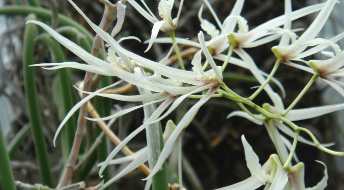 Lan Dendrobium teretifolium