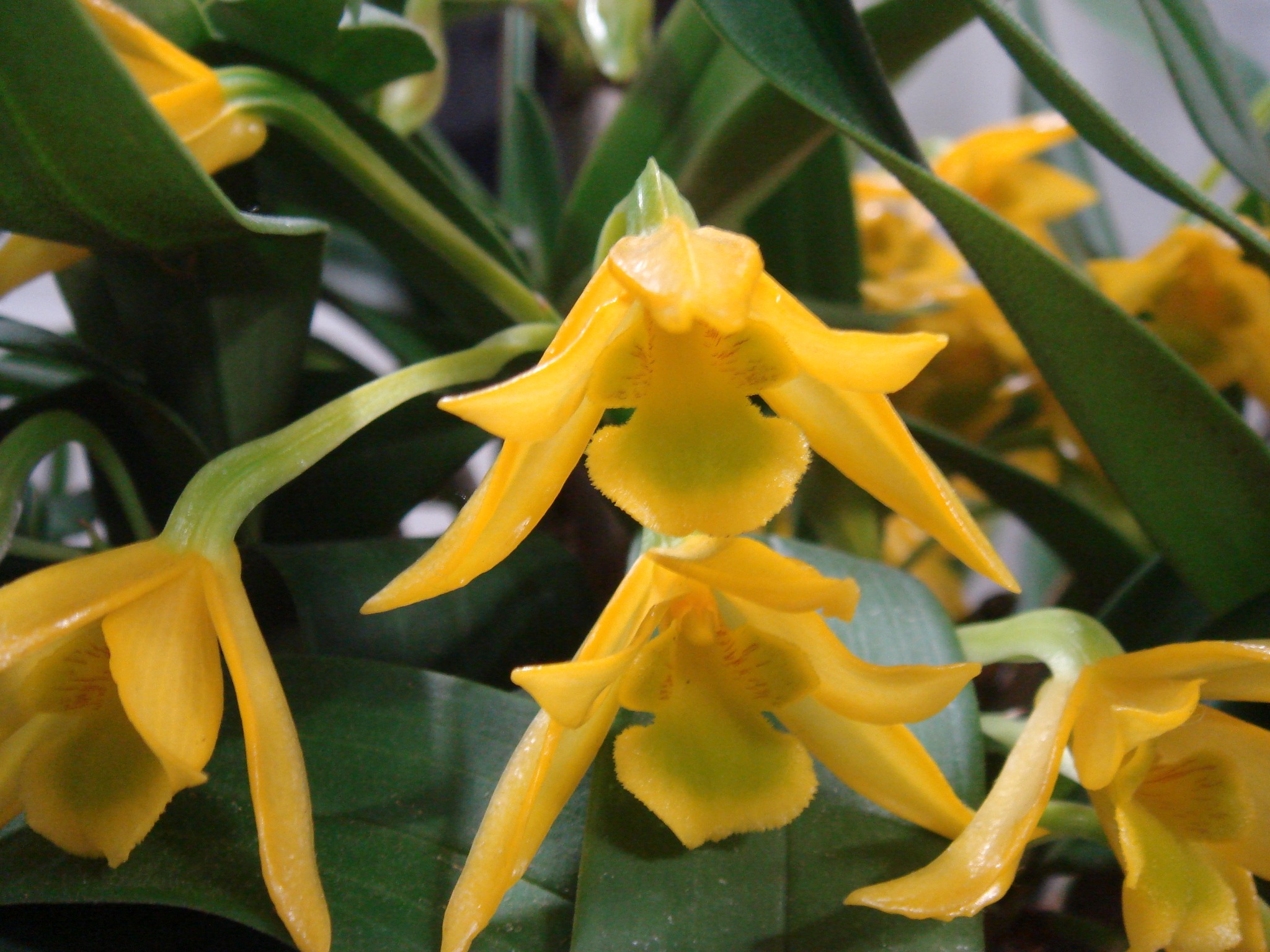 Lan Dendrobium trigonopus
