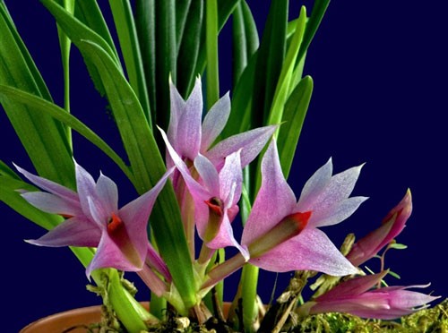 Lan Dendrobium-violaceum