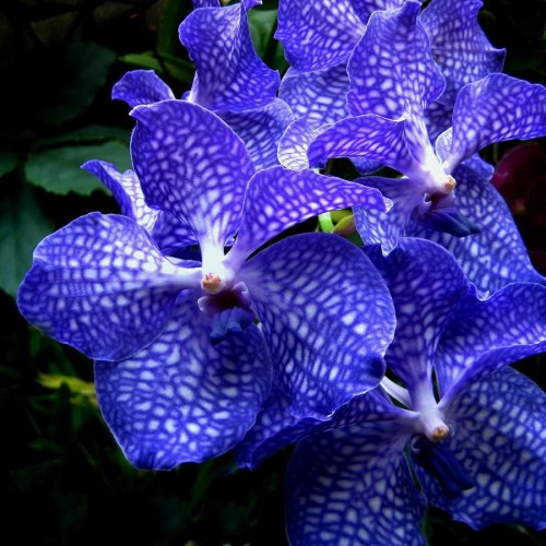 loài Vanda-orchids