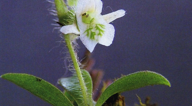 Lankesterella ceracifolia