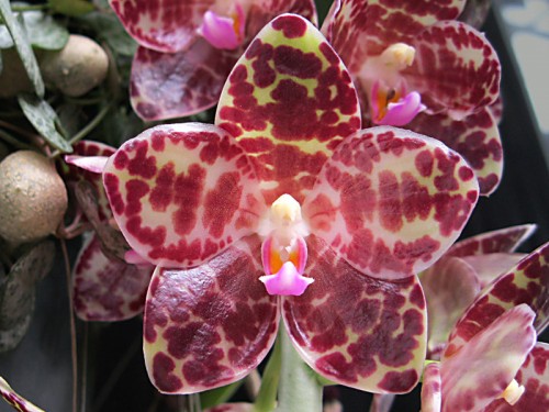Nhu cầu ánh sáng cho lan hồ điệp Phalaenopsis gigantea