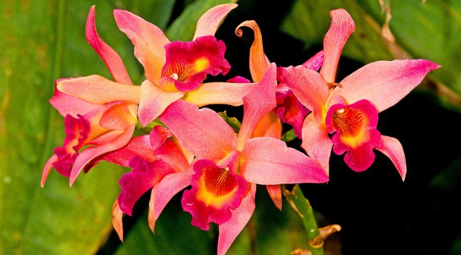 lacaena-orchid-millard-h-sharp