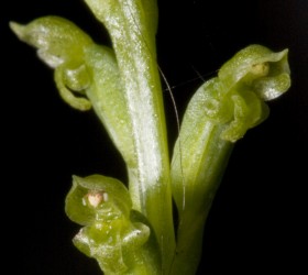 Cách trồng lan Microtis parviflora.