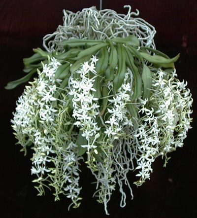 Cách trồng lan Mystacidium braybonae