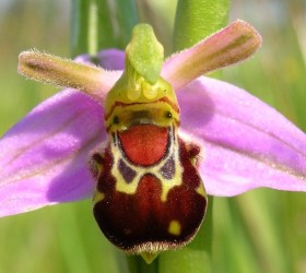 cách trồng lan con ong, lan ruồi - lan Ophrys apifera.