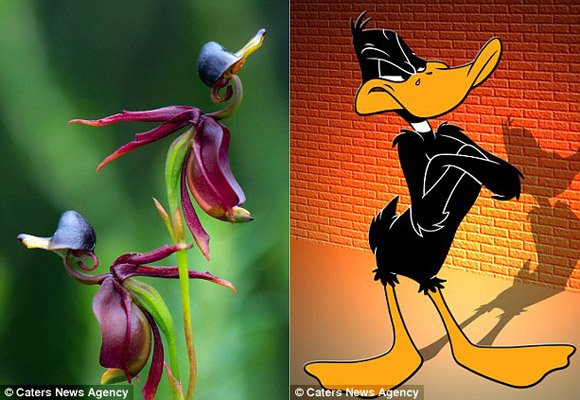 Hoa lan lạ có hình dáng giống vịt Daffy