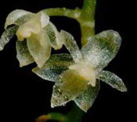 Hoa phong lan siêu nhỏ