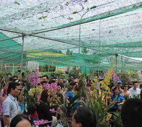 Nô nức xem hội hoa phong lan mở rộng 2015