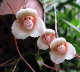 Loài phong lan có hình dạng giống mặt khỉ