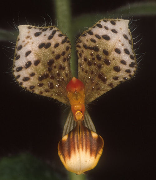 Cách trồng Ponnthieva maculata