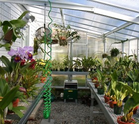 Việc chiếu sáng bổ sung cho lan Cattleya, Dendrobium và Oncidium