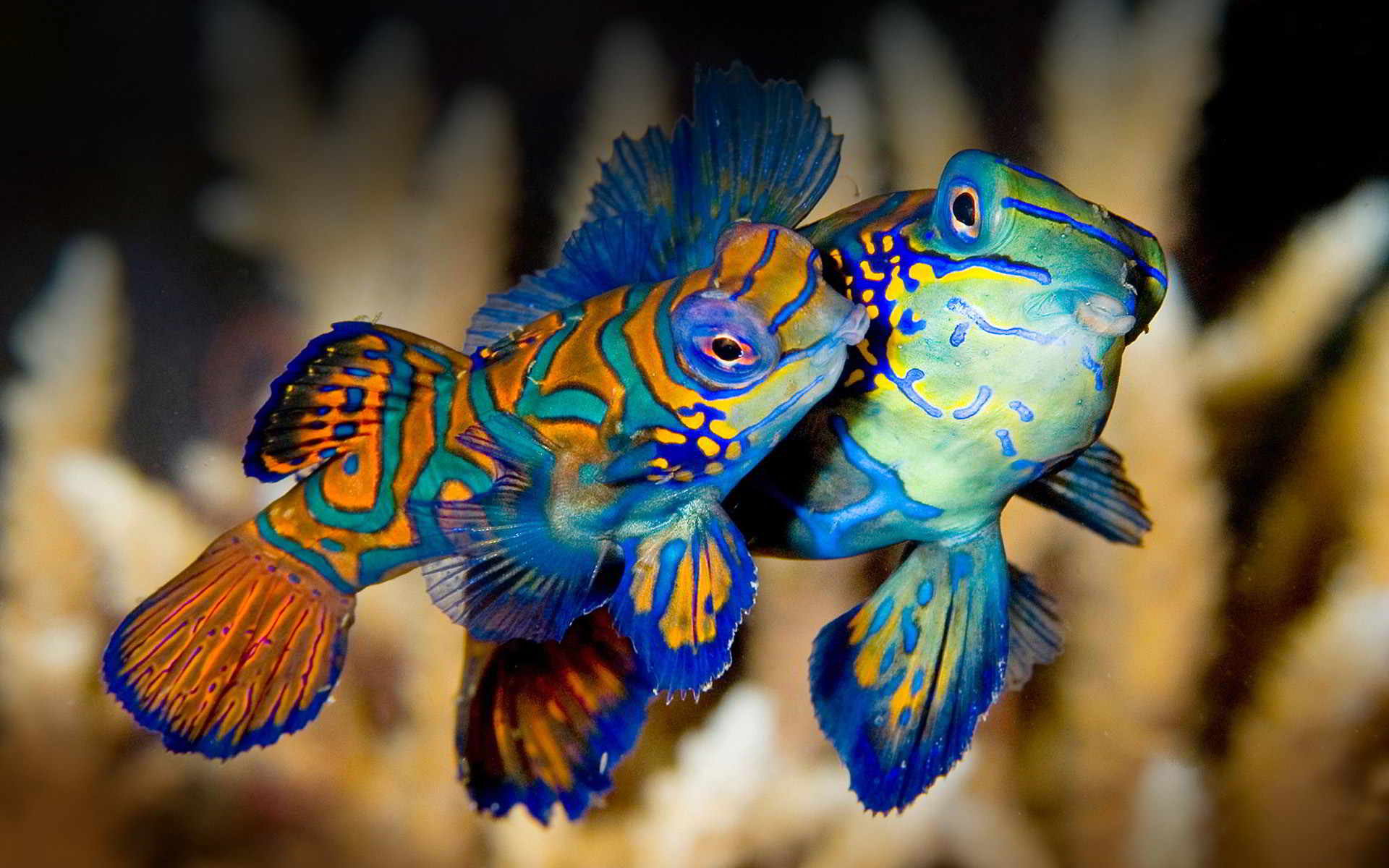 Chiêm ngưỡng 10 loài cá đẹp sặc sỡ nhất thế giới