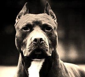 Hình ảnh đẹp về giống chó Pit bull