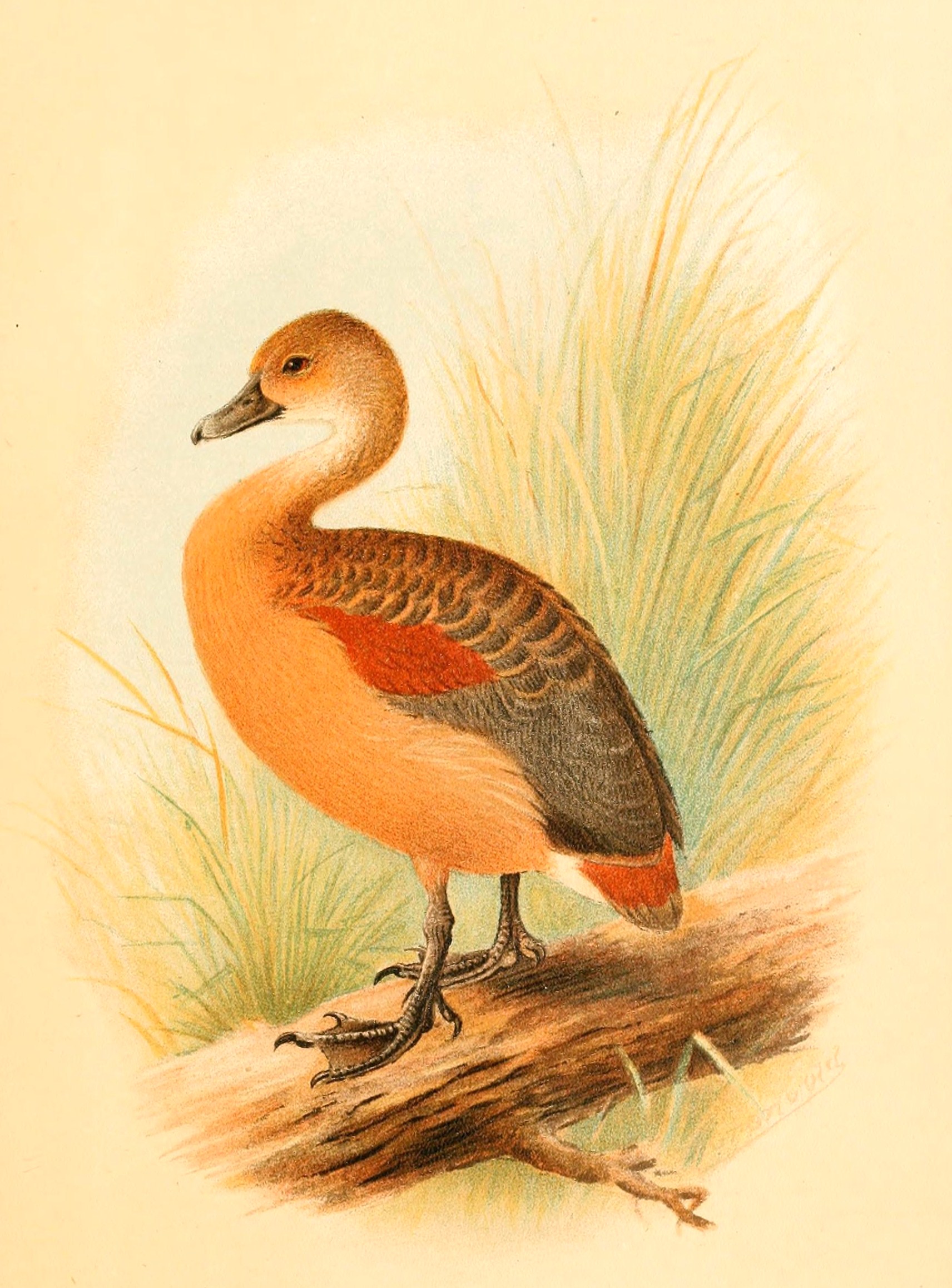 Le nâu, Lesser Whistling Duck - Dendrocygna javanica