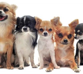Hình ảnh đẹp về các giống chó Chihuahua