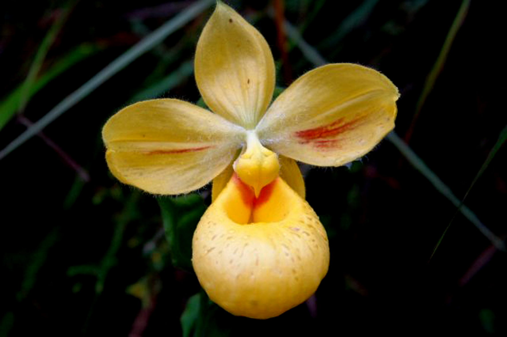 cypripedium irapeanum orchidaceae