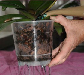 9-rules-to-water-orchids-correctly