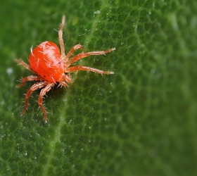 spider-mite 1