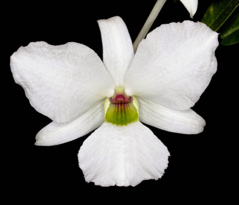 Dendrobium sanderae var luzonicum