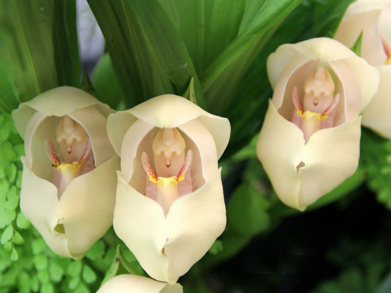 Anguloa unifora orchid