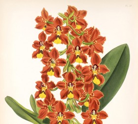 Otoglossum brevifolium 2