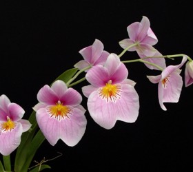 Miltoniopsis vexillaria