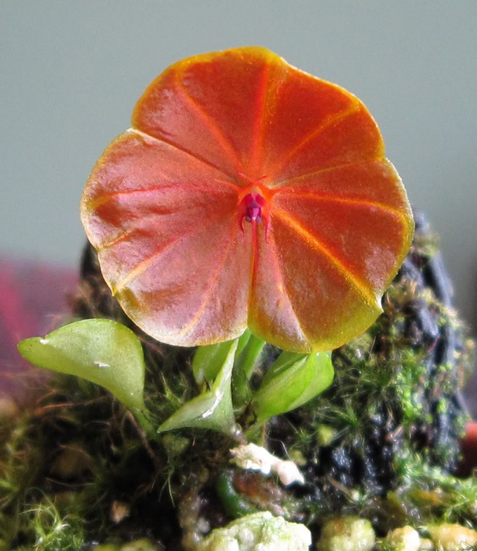 Lepanthes telipogoniflora08-09