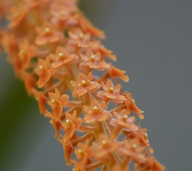 Oberonia leytensis