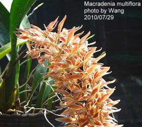 macradenia-multiflora51.jpg