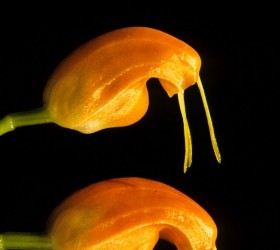 Masdevallia limax