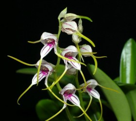 masdevallia caloptera010