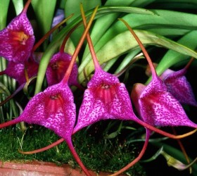 Masdevallia glandulosa