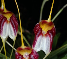 Masdevallia schroederiana