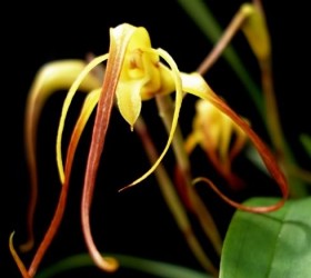 Maxillaria-lepidota.