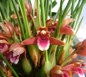 Maxillaria sanguinea