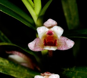 Maxillaria arbuscula