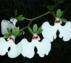 Oeonia rosea (oncidiiflora)