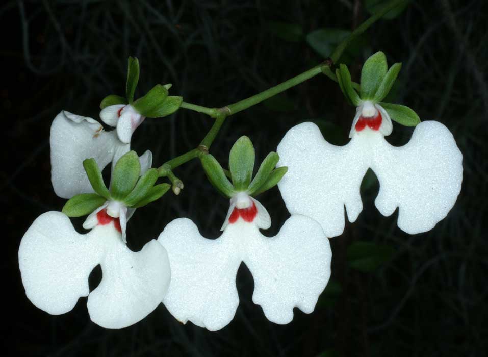 Oeonia rosea (oncidiiflora)