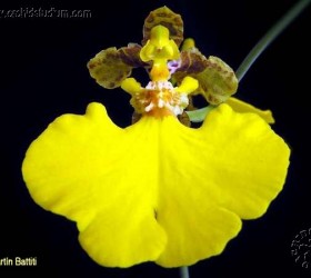 Oncidium bifolium