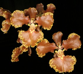 Oncidium forbesii