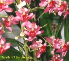 Oncidium ornithorhynchum 2