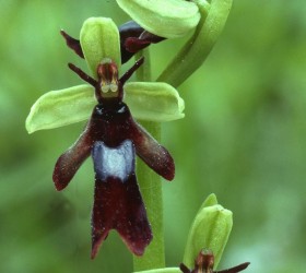 Ophys insectifera