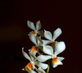 Osmoglossum pulchellum